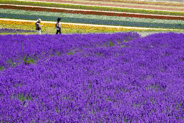 【2026年夏】北海道一人旅完全ガイド｜ラベンダー・絶景グルメ・夏祭りを7月8月に満喫