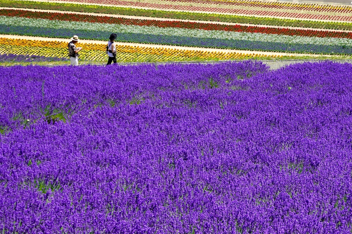 富良野薰衣草花海與背景的彩虹花壟