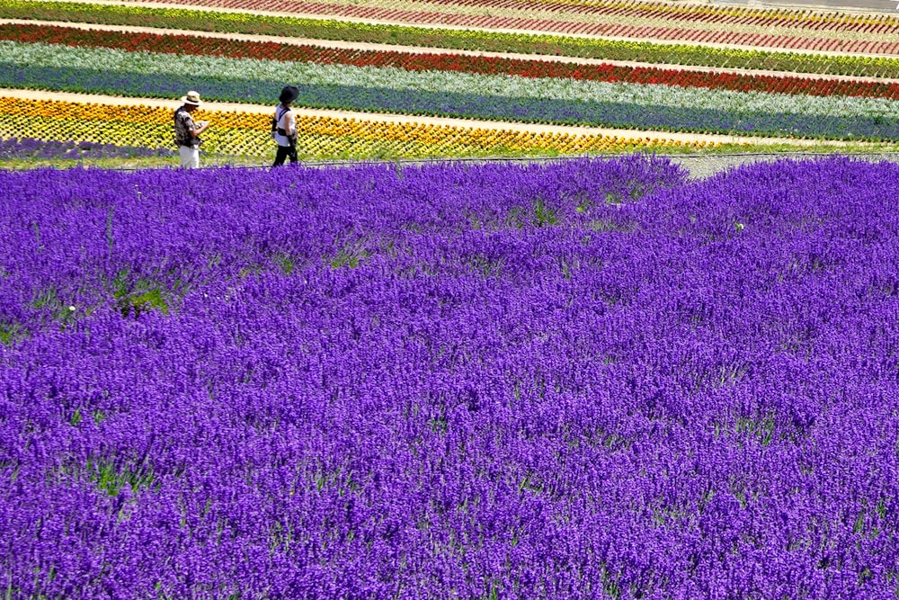 2 person walking on purple flower field during daytime