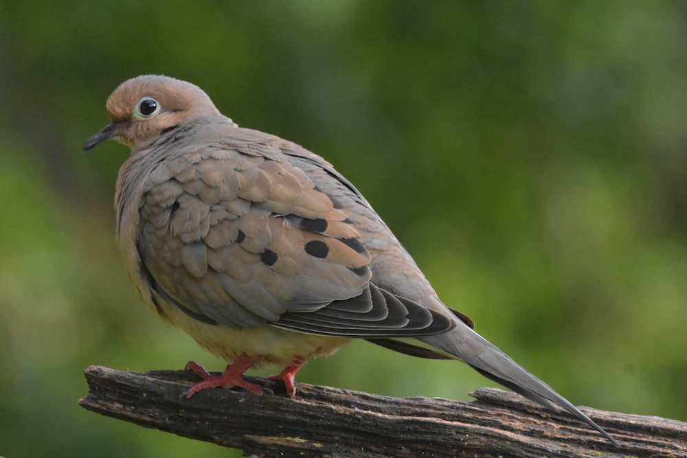 brown and white bird on brown wooden log