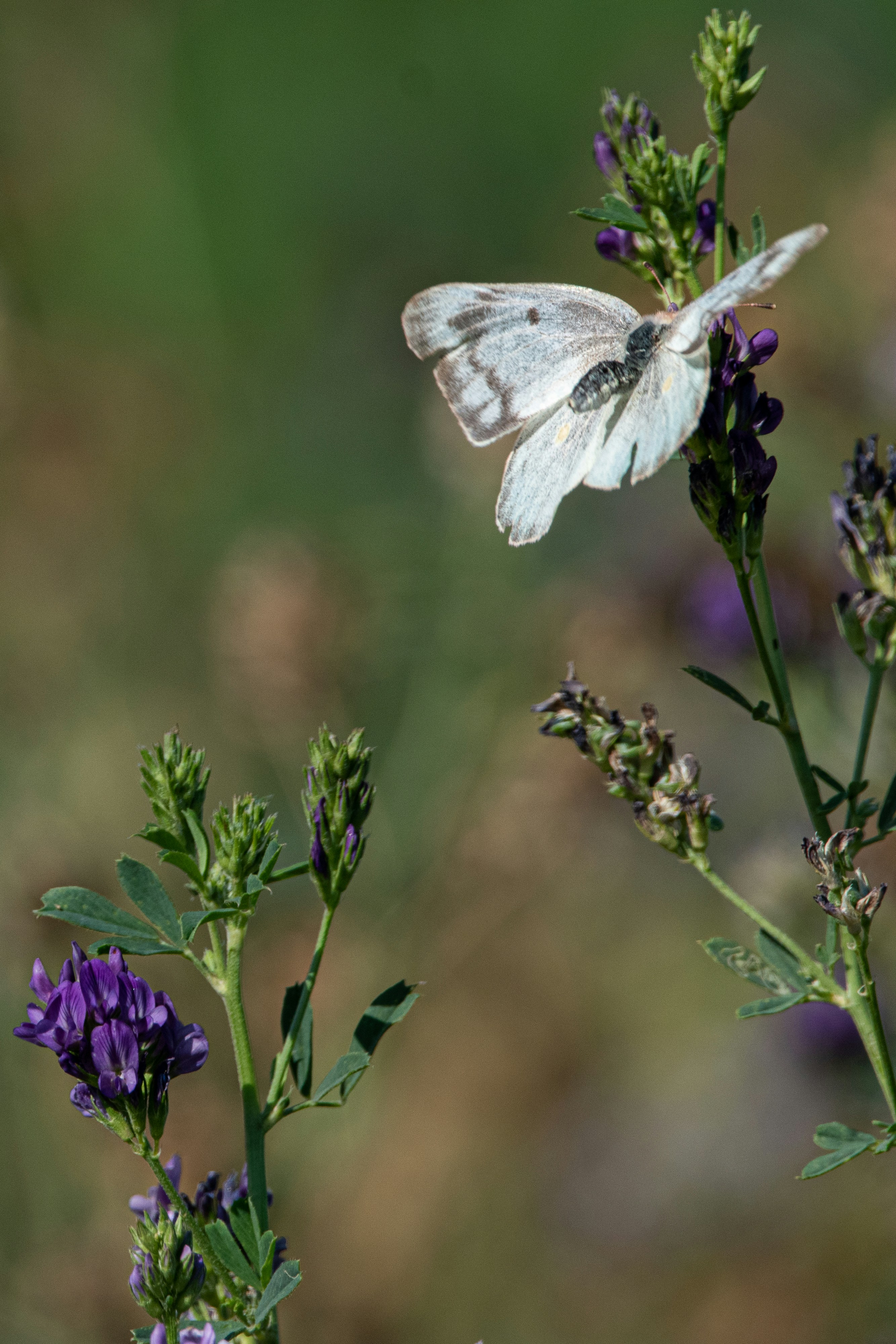 Photo by elisastonephotography