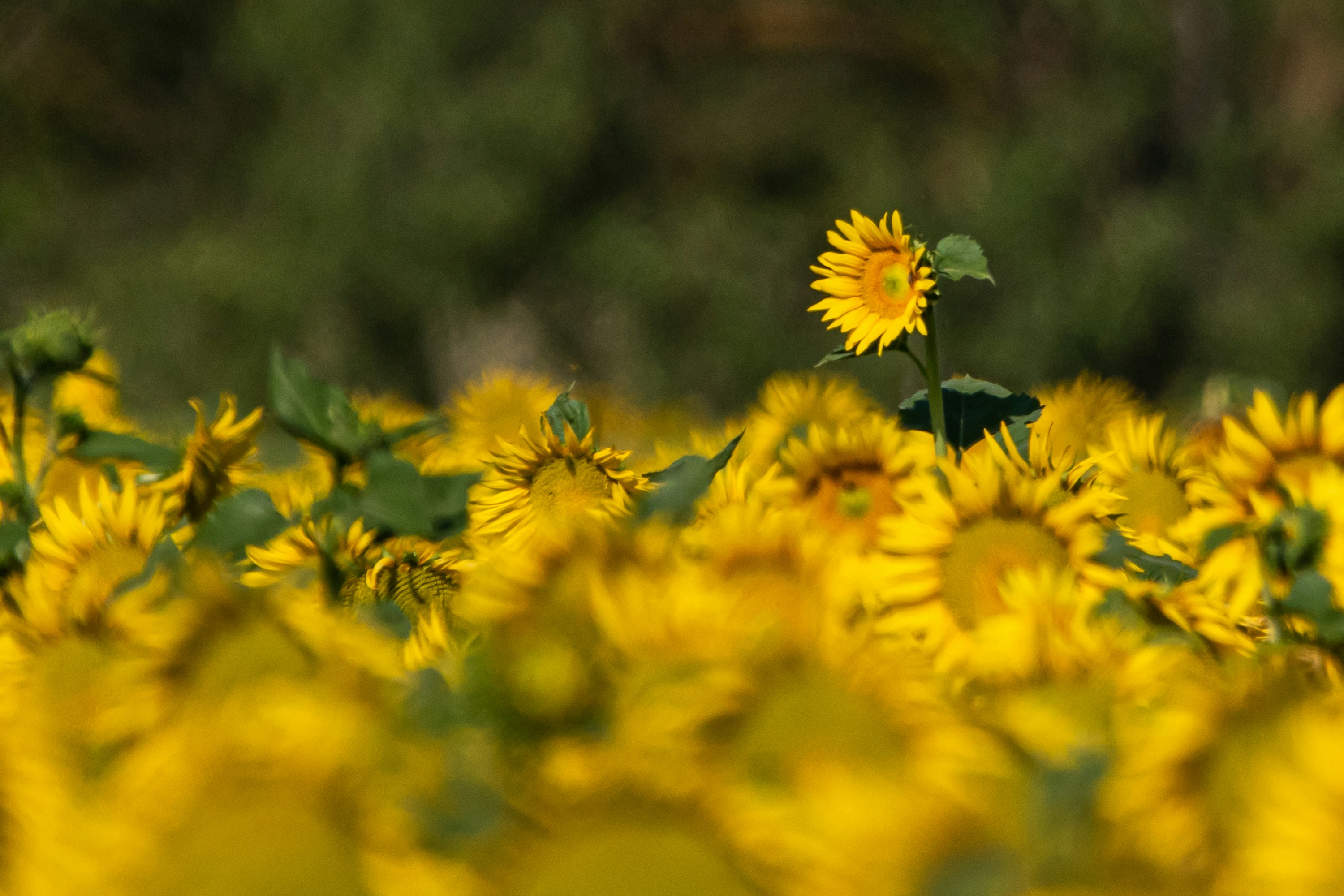 Photo by elisastonephotography