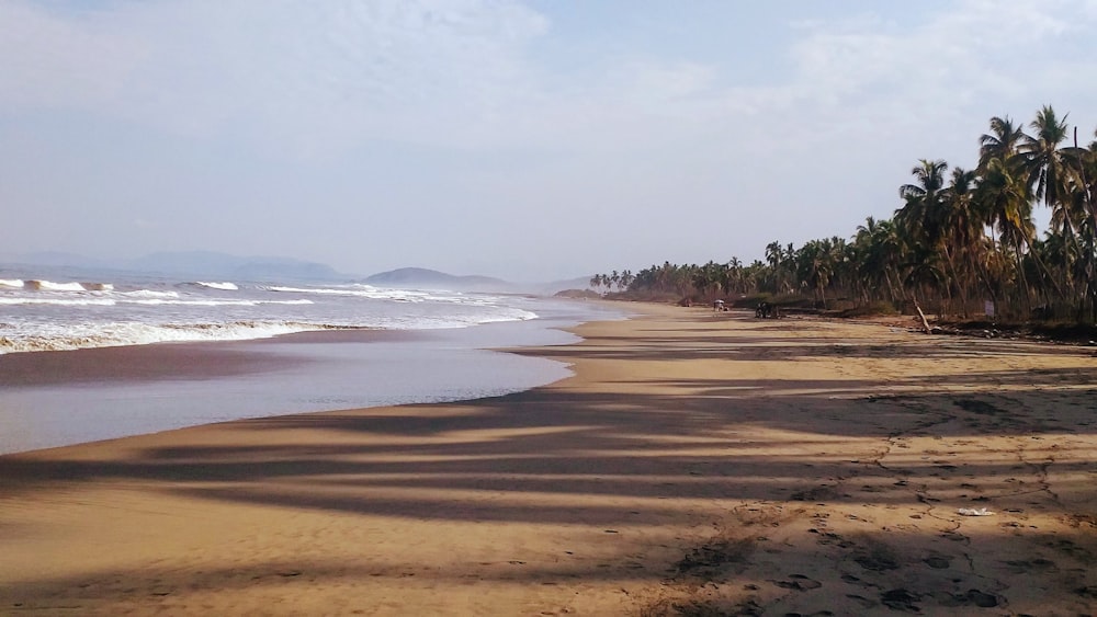 green trees near sea during daytime