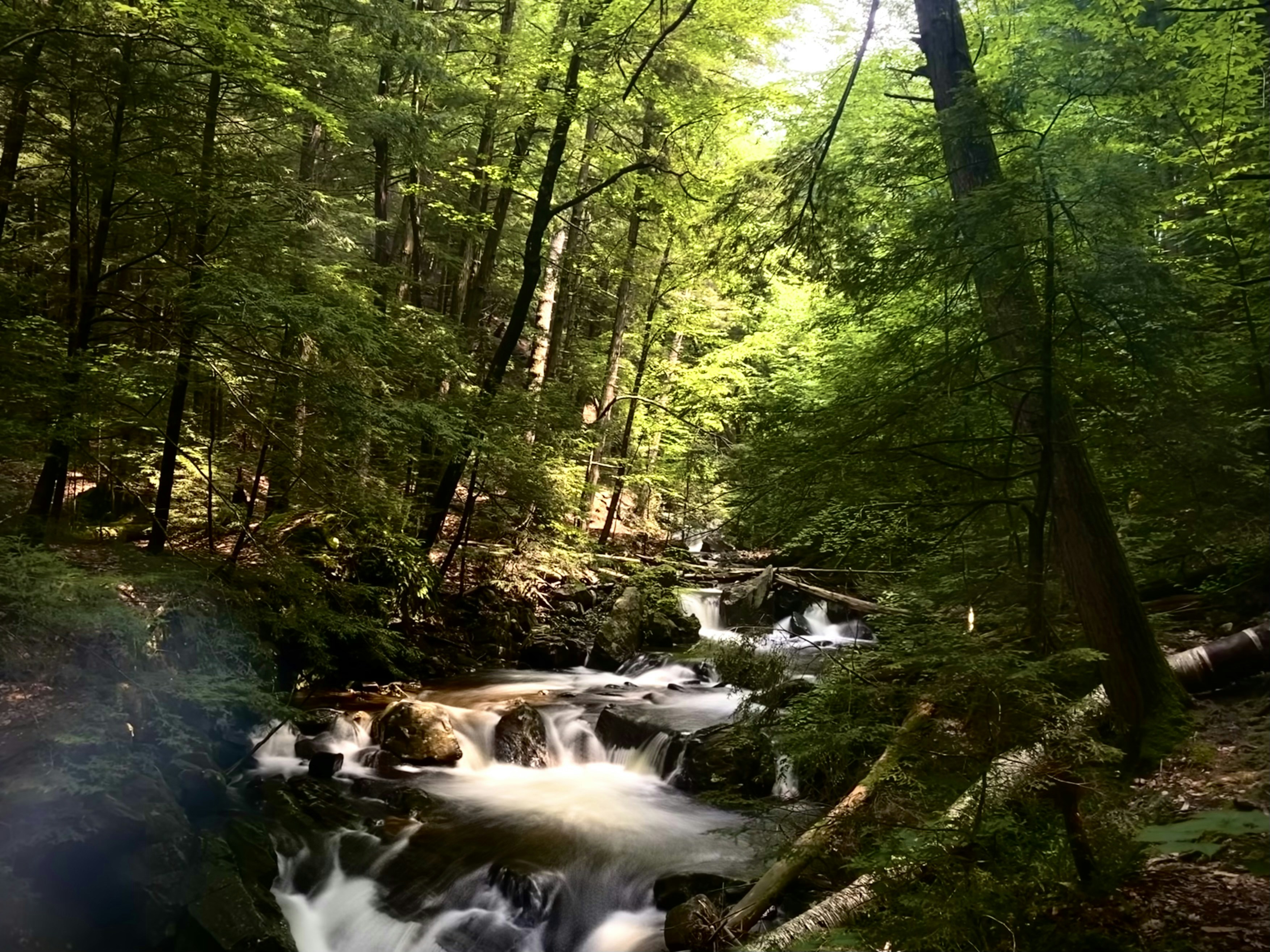 river in the middle of forest during daytime