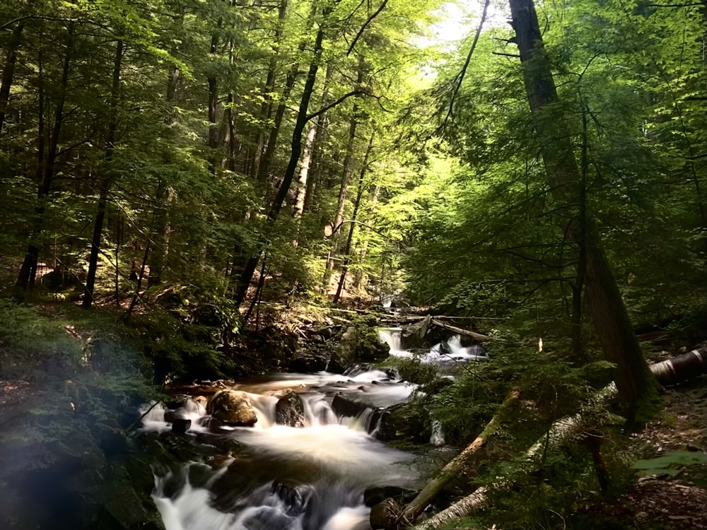 river in the middle of forest during daytime