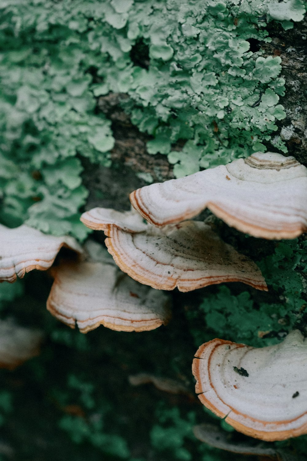 white mushroom on green moss