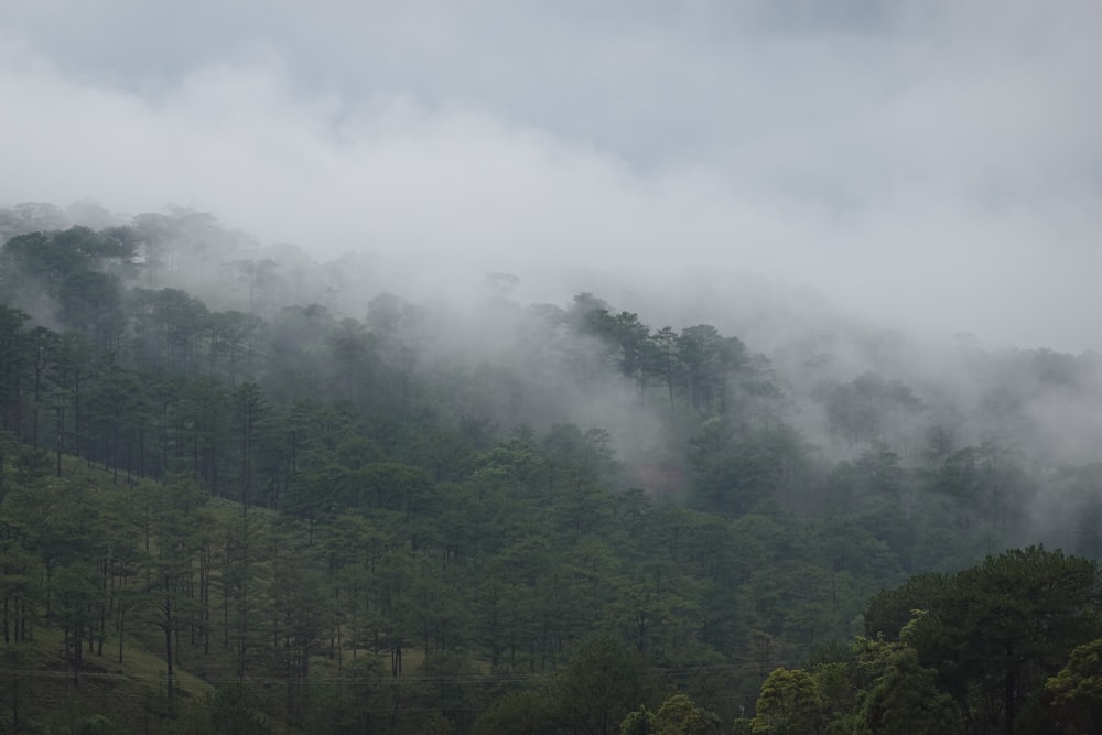 green trees under white clouds during daytime