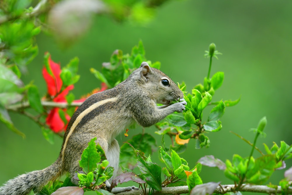 brown squirrel on green plant