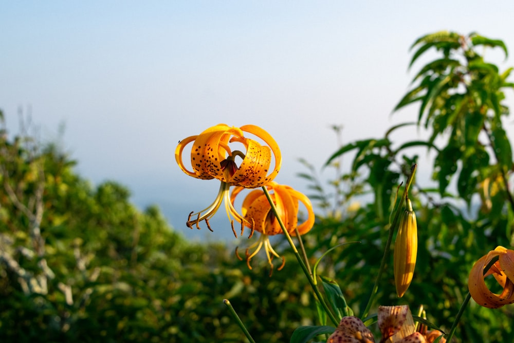 yellow flower in tilt shift lens