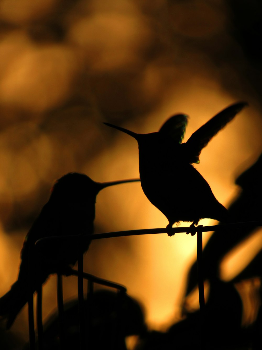 silhouette of bird on black metal fence during daytime