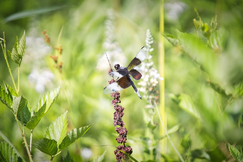 brown and black bee on purple flower during daytime