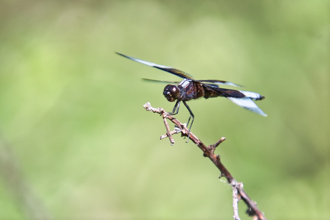black and white dragonfly perched on brown stem in close up photography during daytime