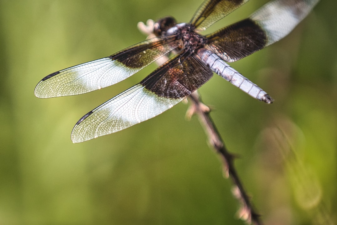 white and black dragonfly perched on brown stem in tilt shift lens
