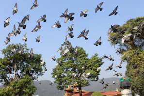 A group of pigeons flying freely over a peaceful countryside landscape at sunset