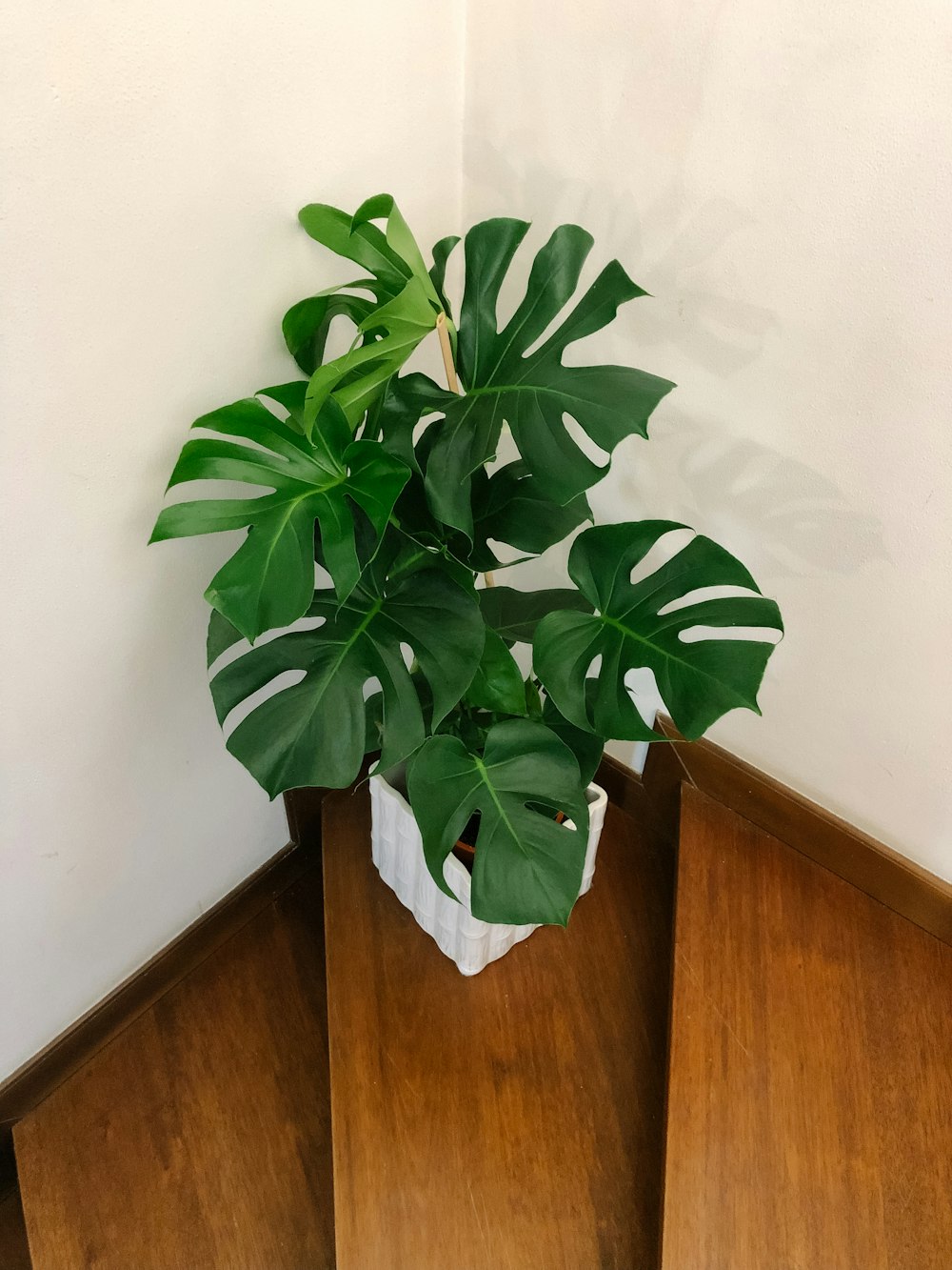 pianta verde su tavolo di legno marrone