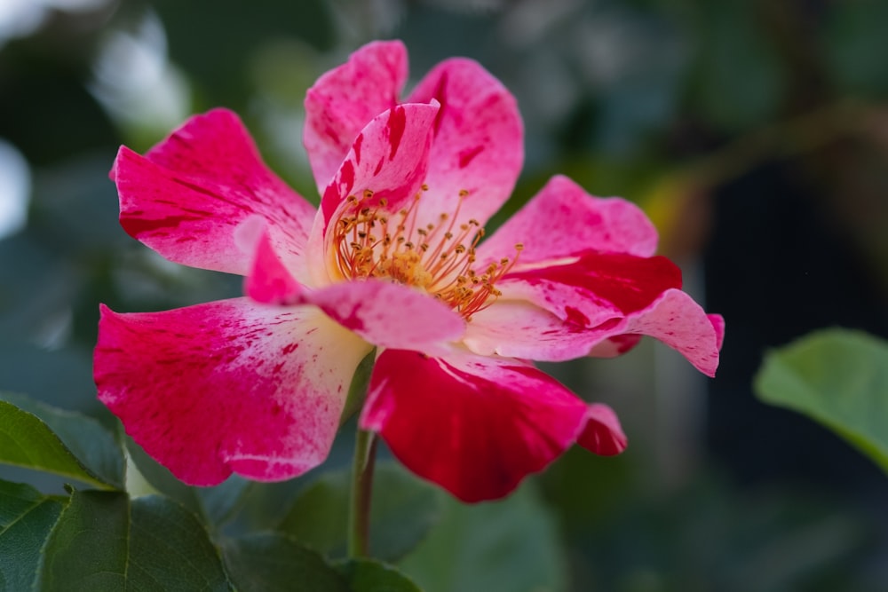 pink flower in tilt shift lens