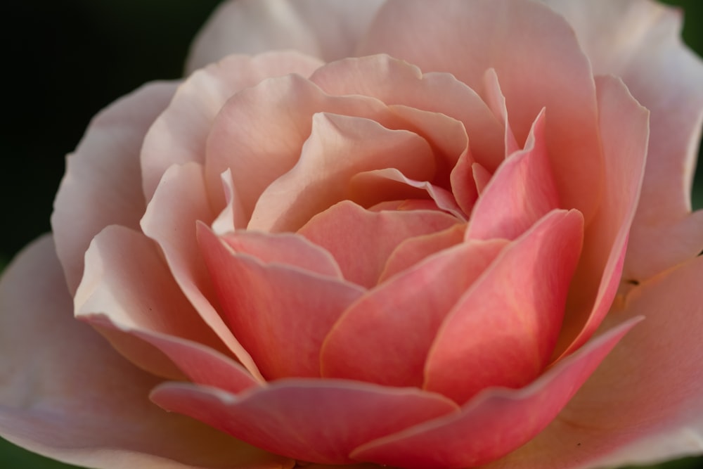 pink rose in bloom close up photo