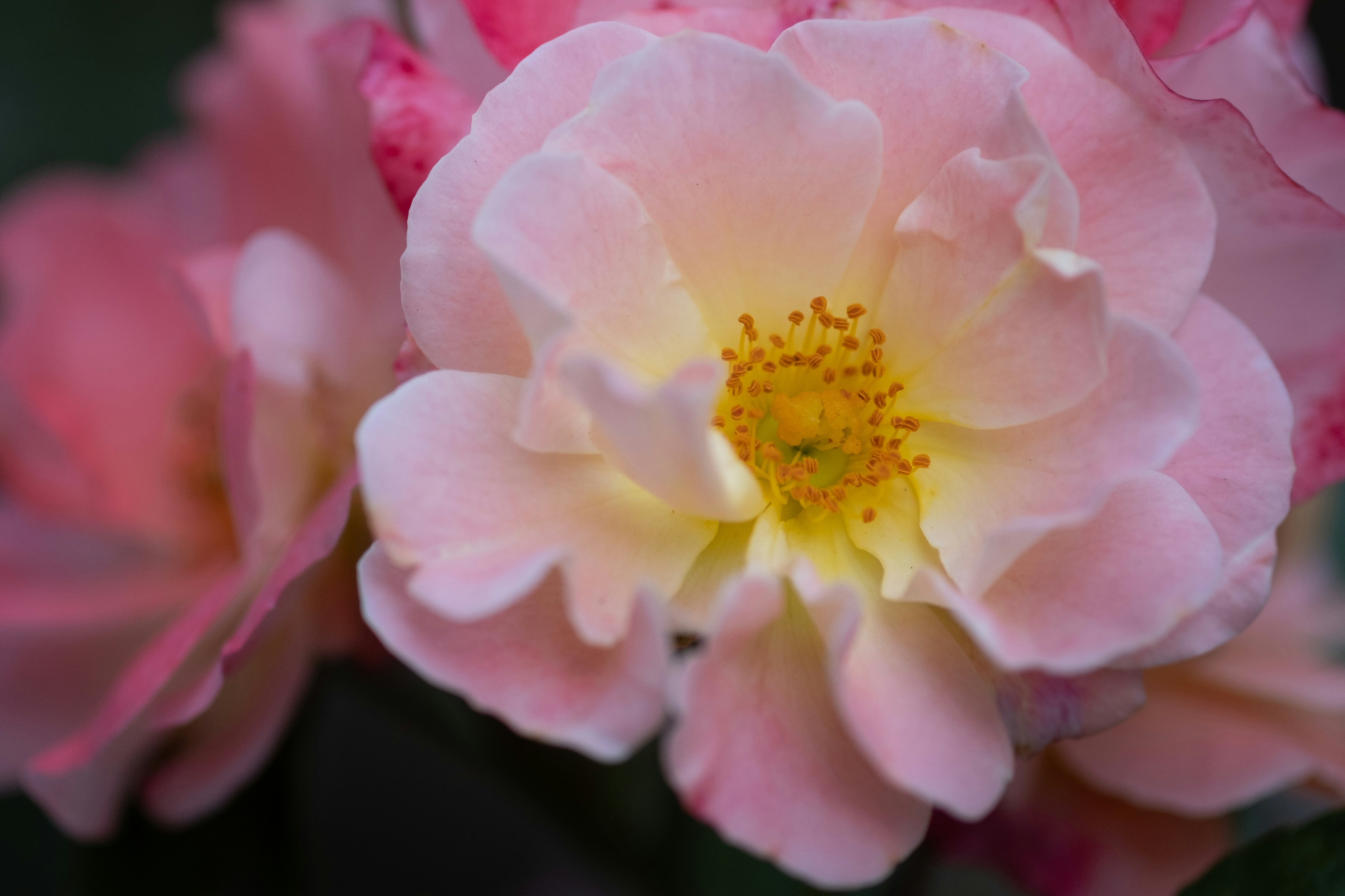 pink flower in macro shot, Huntington Gardens through a macro lens.