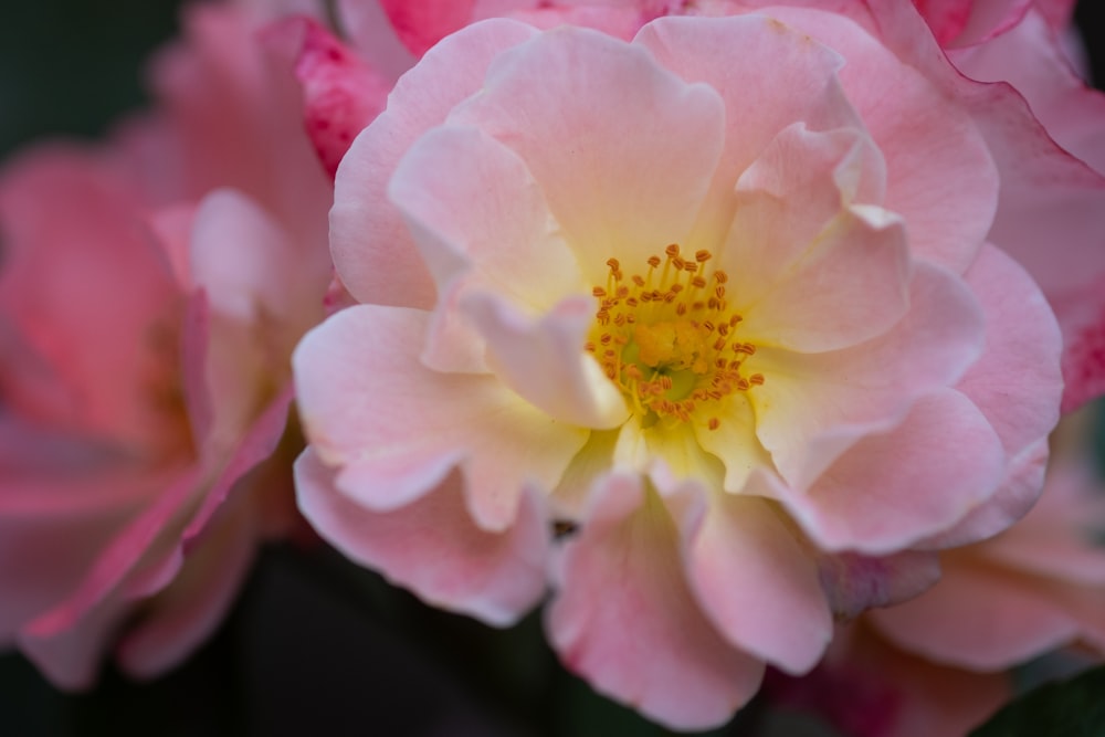 pink flower in macro shot