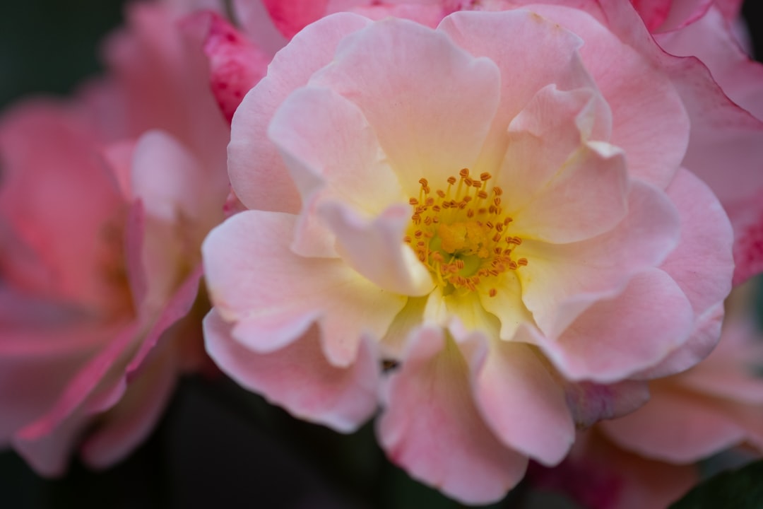 pink flower in macro shot, Huntington Gardens through a macro lens.