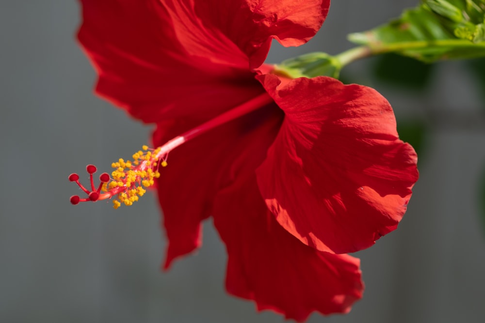 red flower in tilt shift lens