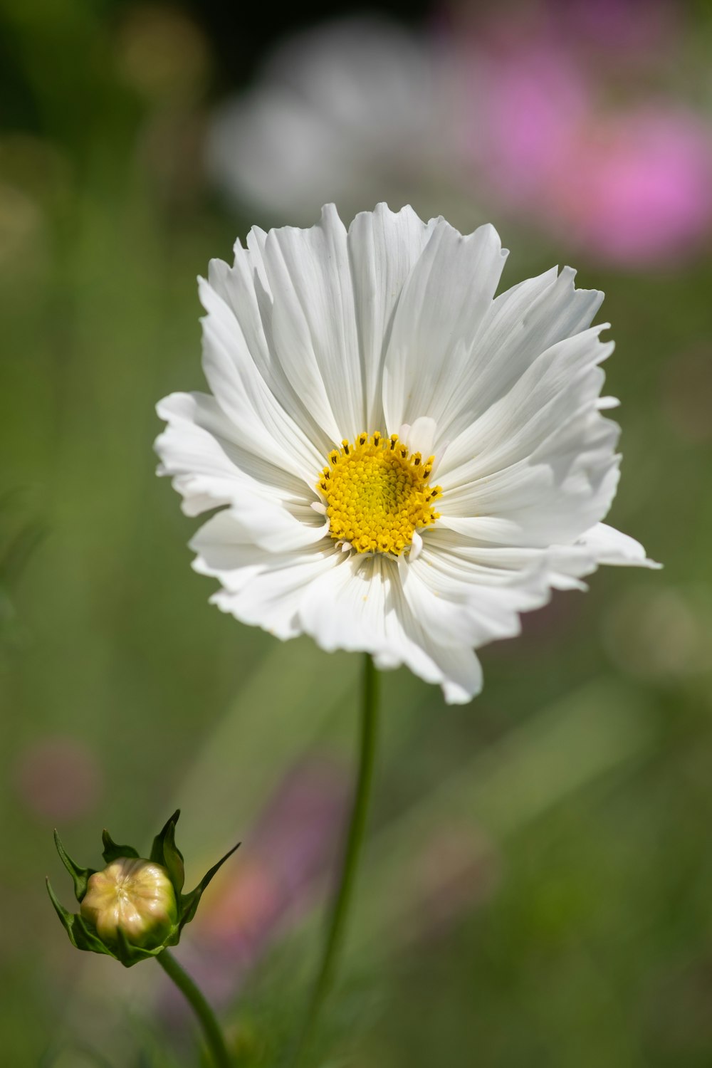 white daisy in bloom during daytime