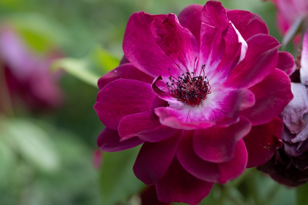 pink flower in tilt shift lens