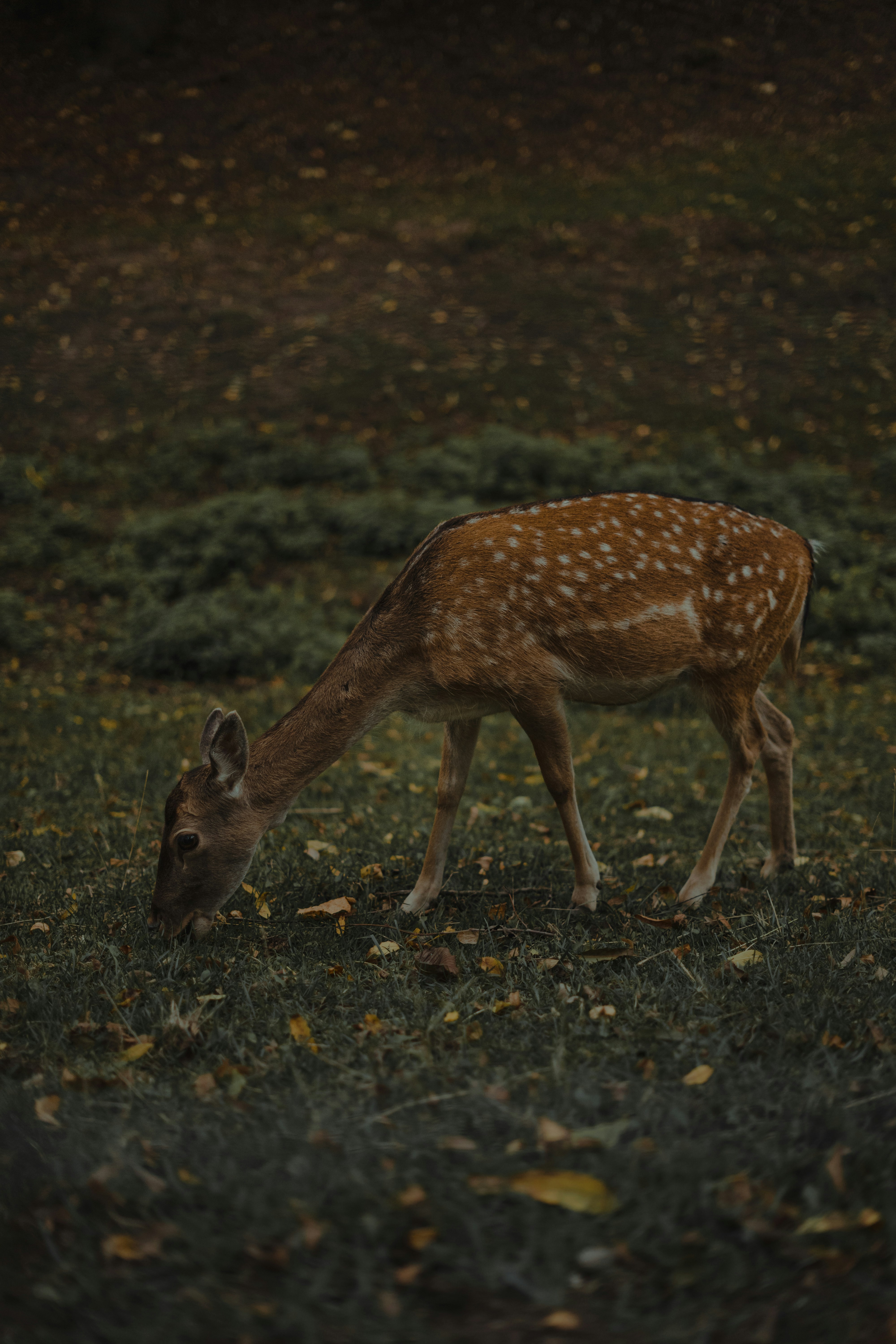 Photo by bullettrainnnnn