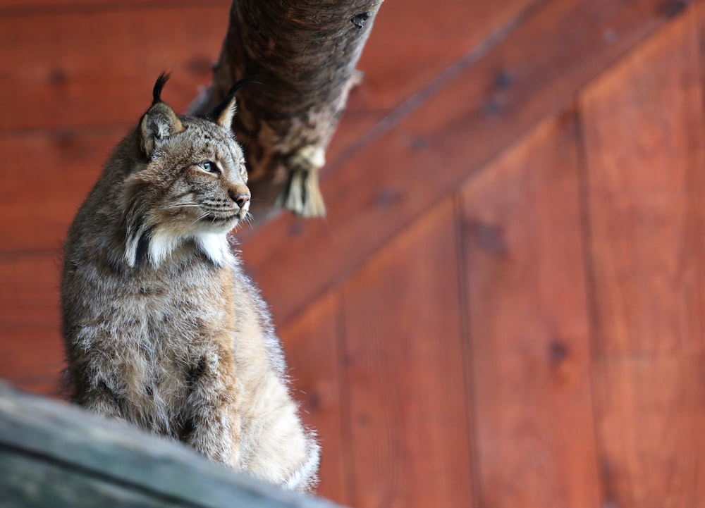 brown and black cat on brown wooden fence