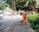 A person in an orange uniform and straw hat is cleaning a sidewalk with a broom. The walkway is lined with lush green bushes and large trees provide shade. Vehicles are parked by the roadside. Construction workers are visible further down the walkway with signage placed nearby, indicating an ongoing operation.