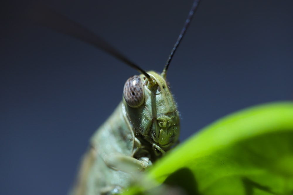 green grasshopper perched on green leaf in close up photography