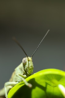green grasshopper perched on green leaf in close up photography