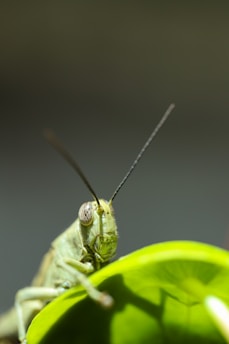green grasshopper perched on green leaf in close up photography