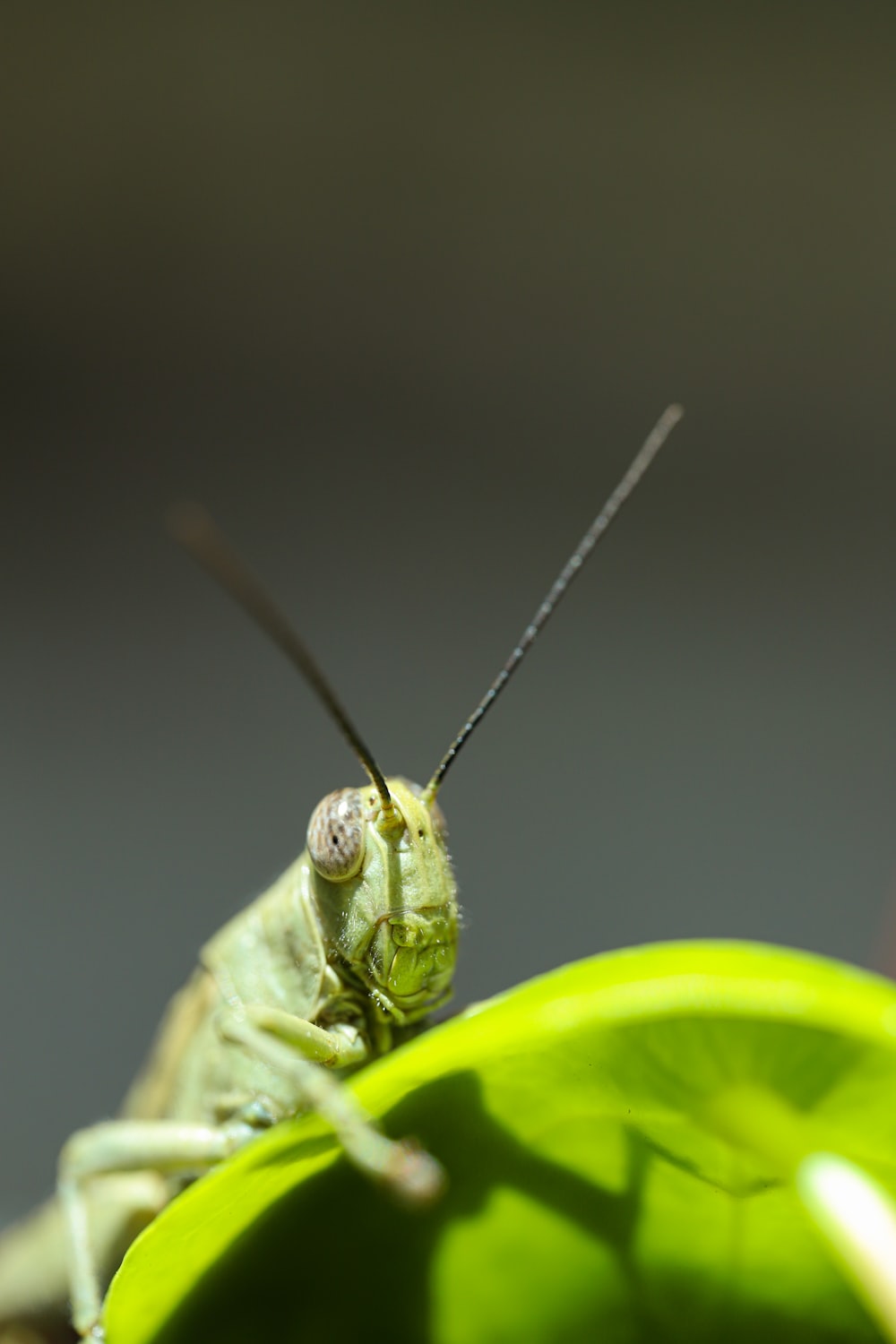 녹색 잎에 자리 잡은 녹색 메뚜기 클로즈업 사진