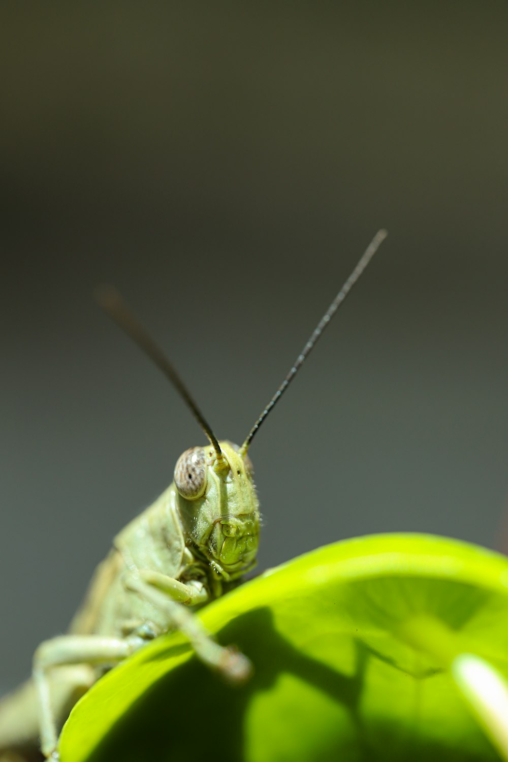 green grasshopper perched on green leaf in close up photography