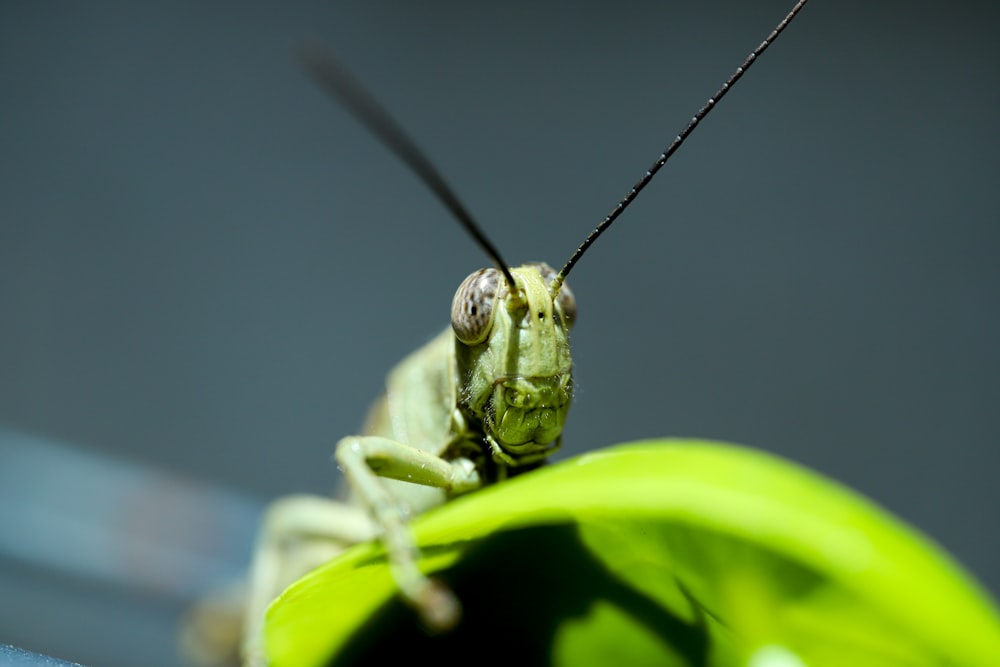 green grasshopper perched on green leaf in close up photography