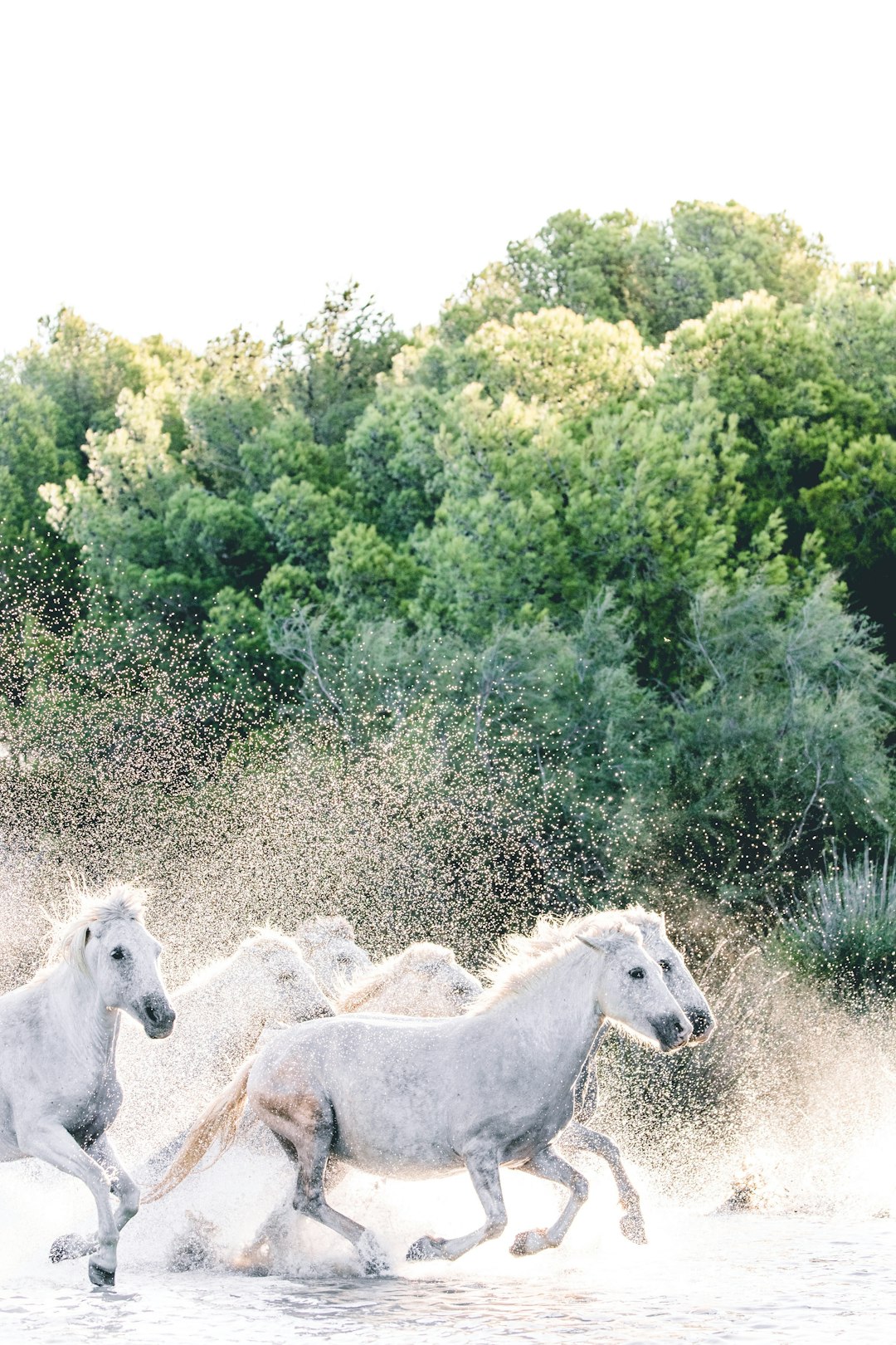 white horses on green grass field during daytime