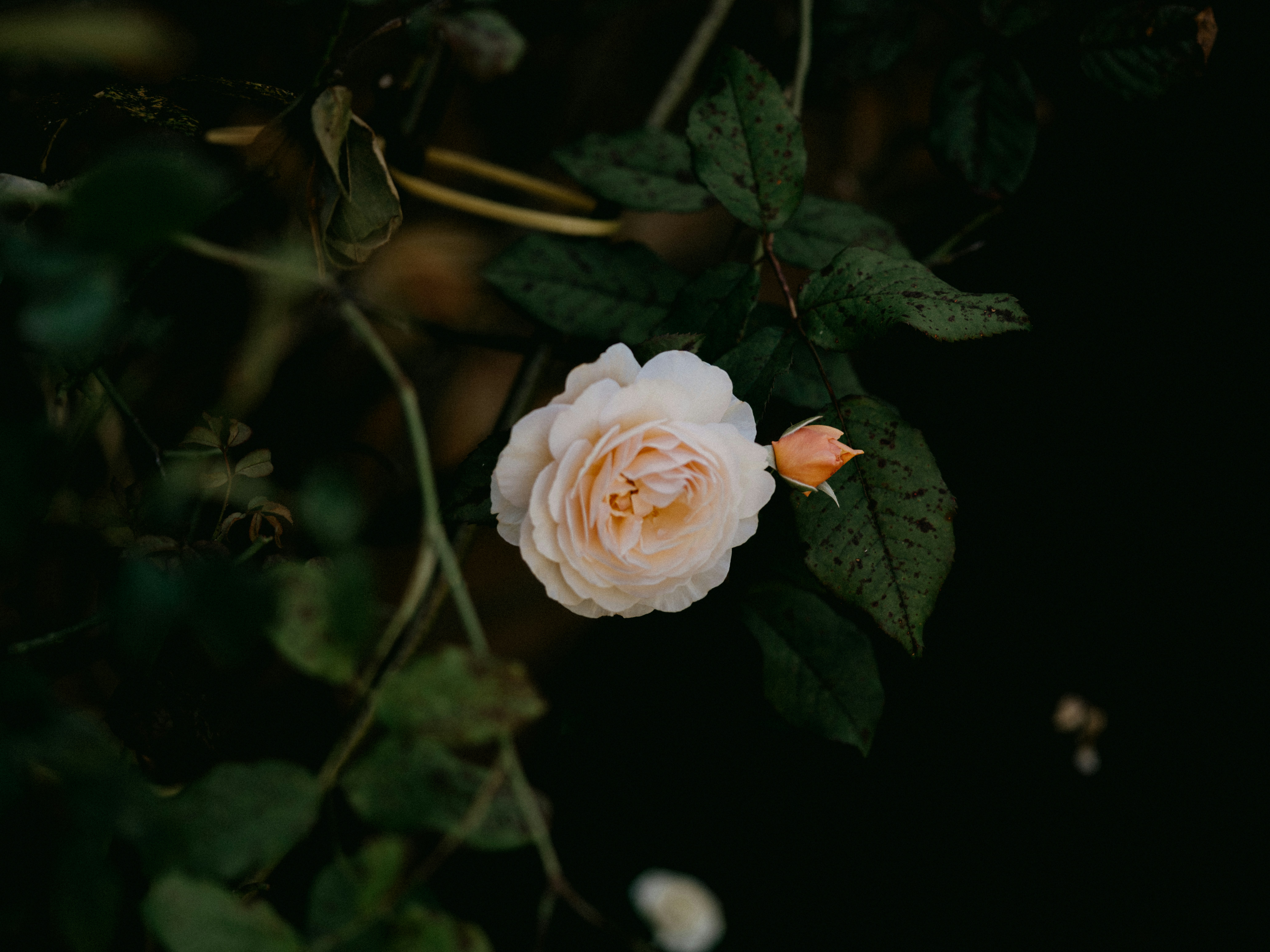 Photo by anniespratt