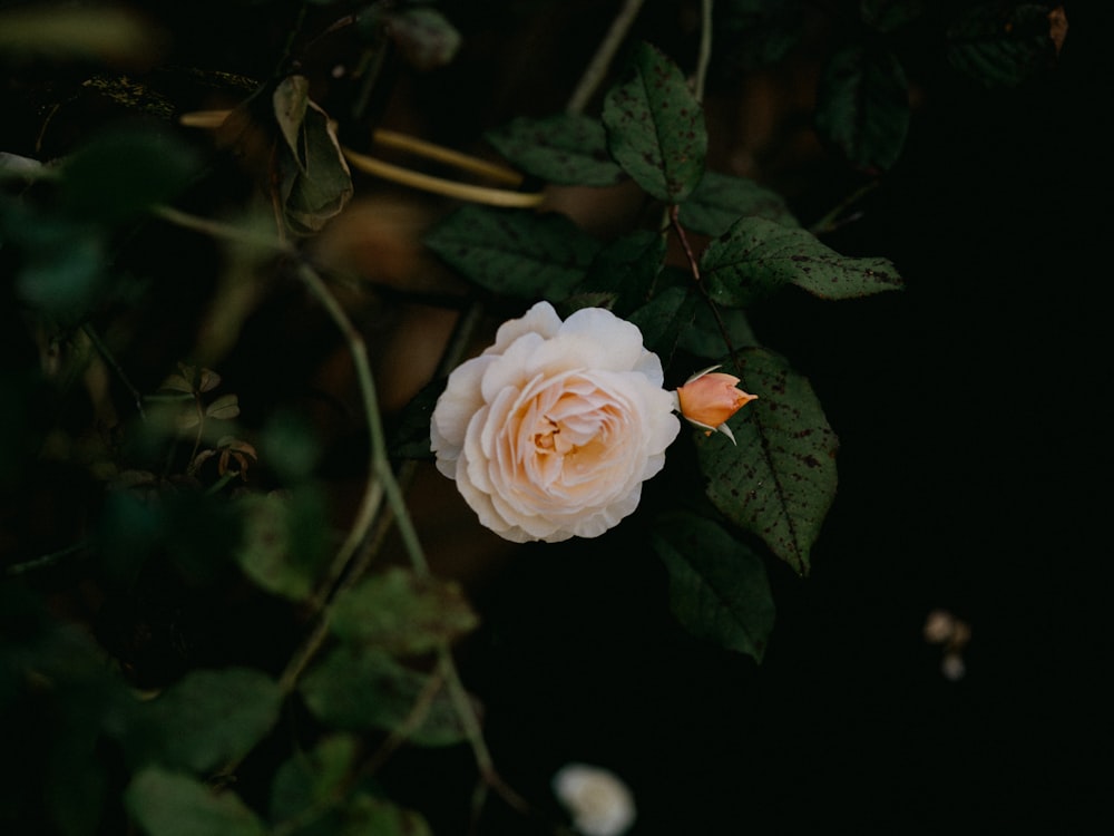 white rose in bloom during daytime