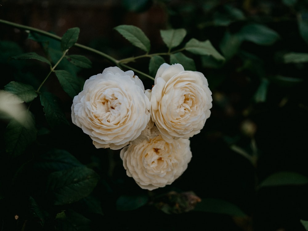 white roses in close up photography