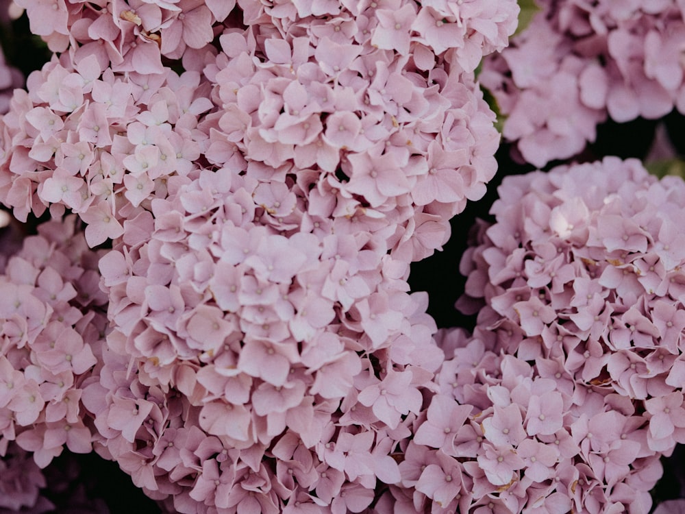 white and purple flower petals