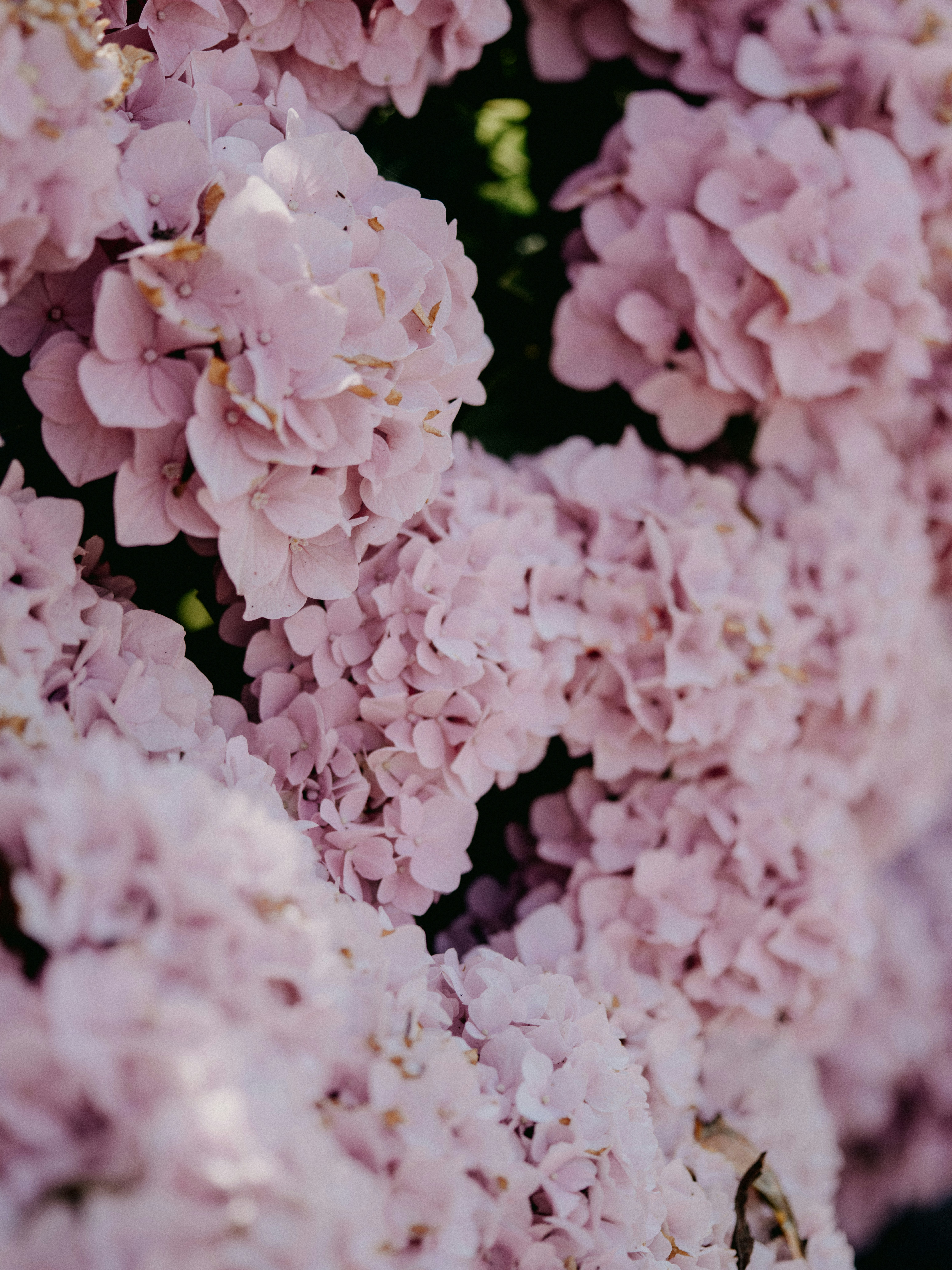 soft pastel floral, wallpaper, Wedding Acne Timeline: Clear Skin for Your Big Day 4