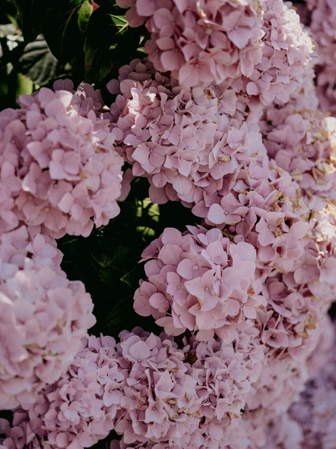 white and pink flowers during daytime