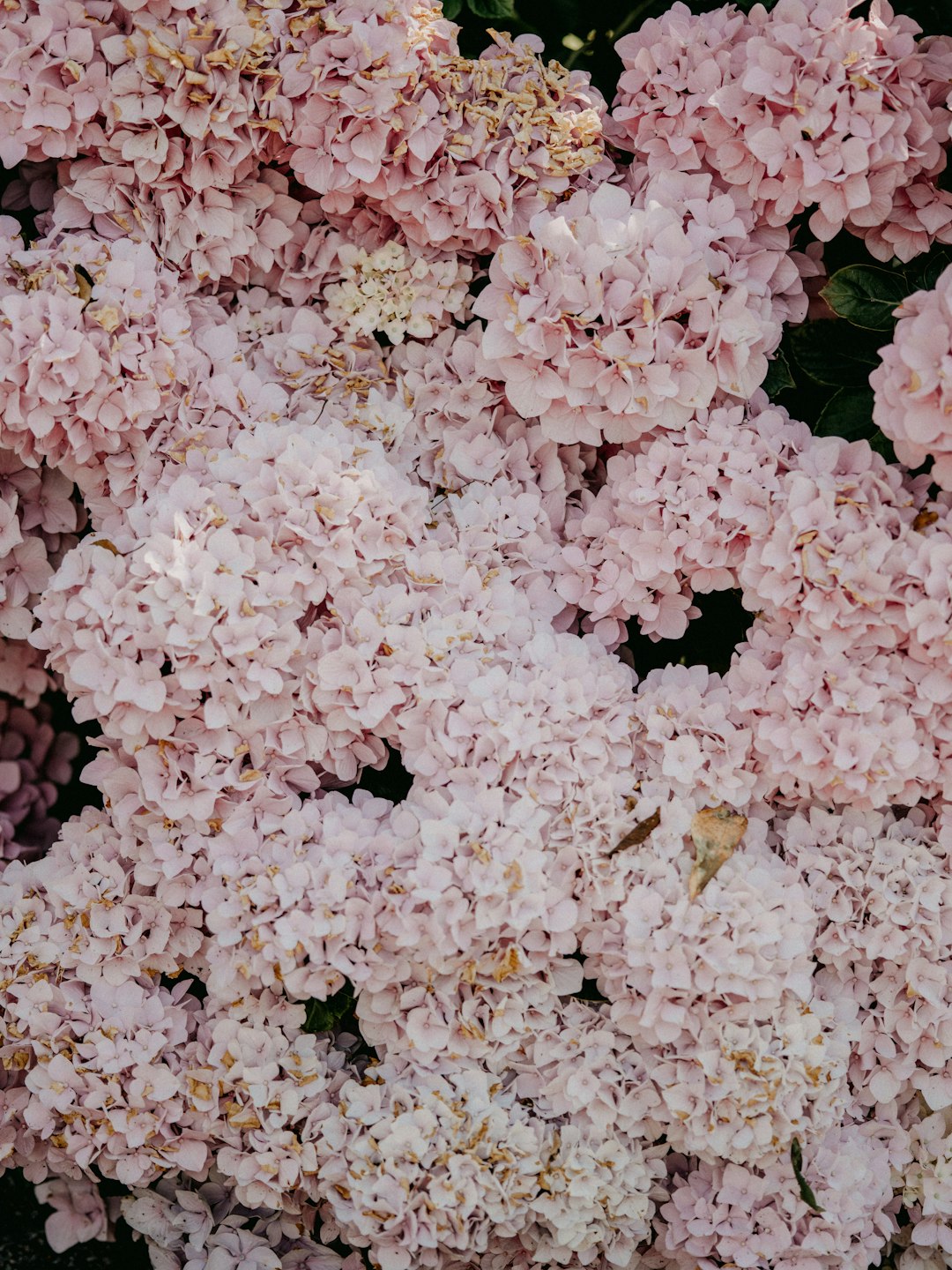 white flowers with green leaves