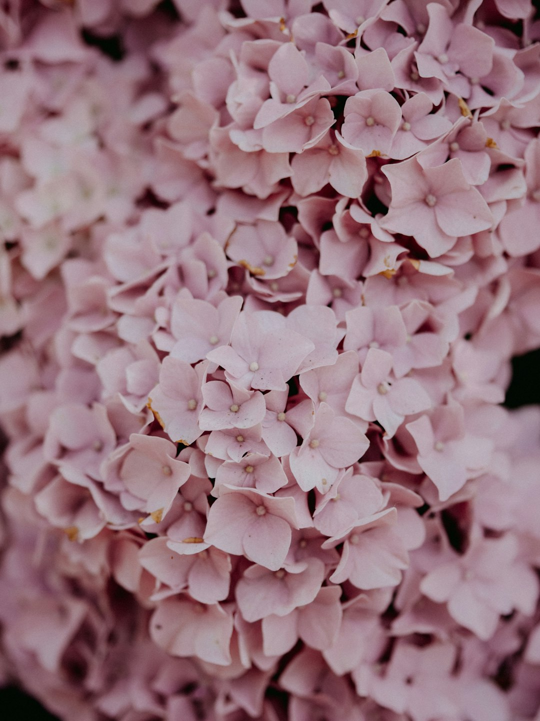 white flowers in macro lens