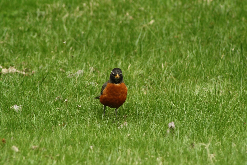 brown and black bird on green grass field during daytime