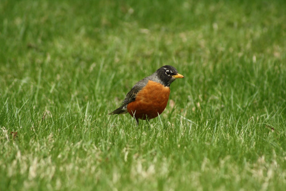 brown and black bird on green grass during daytime