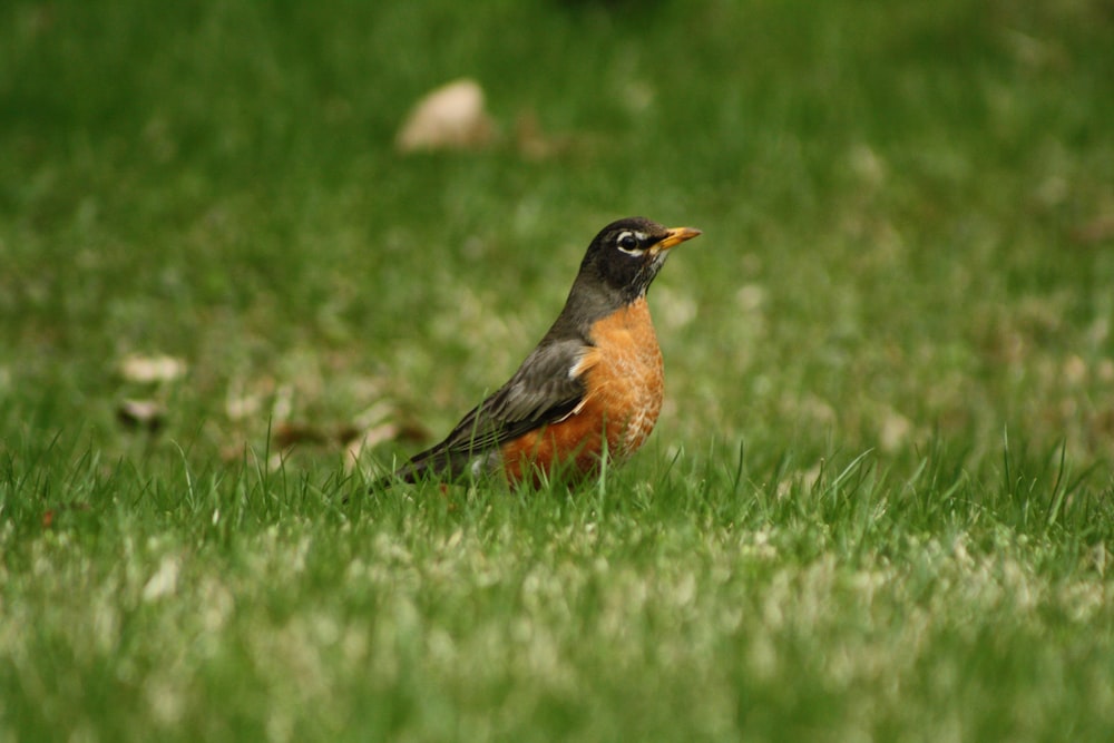 brown and black bird on green grass during daytime