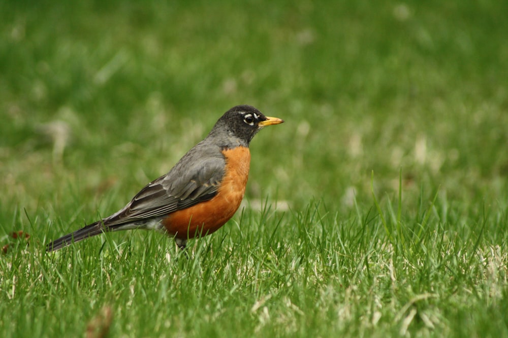 black and brown bird on green grass during daytime