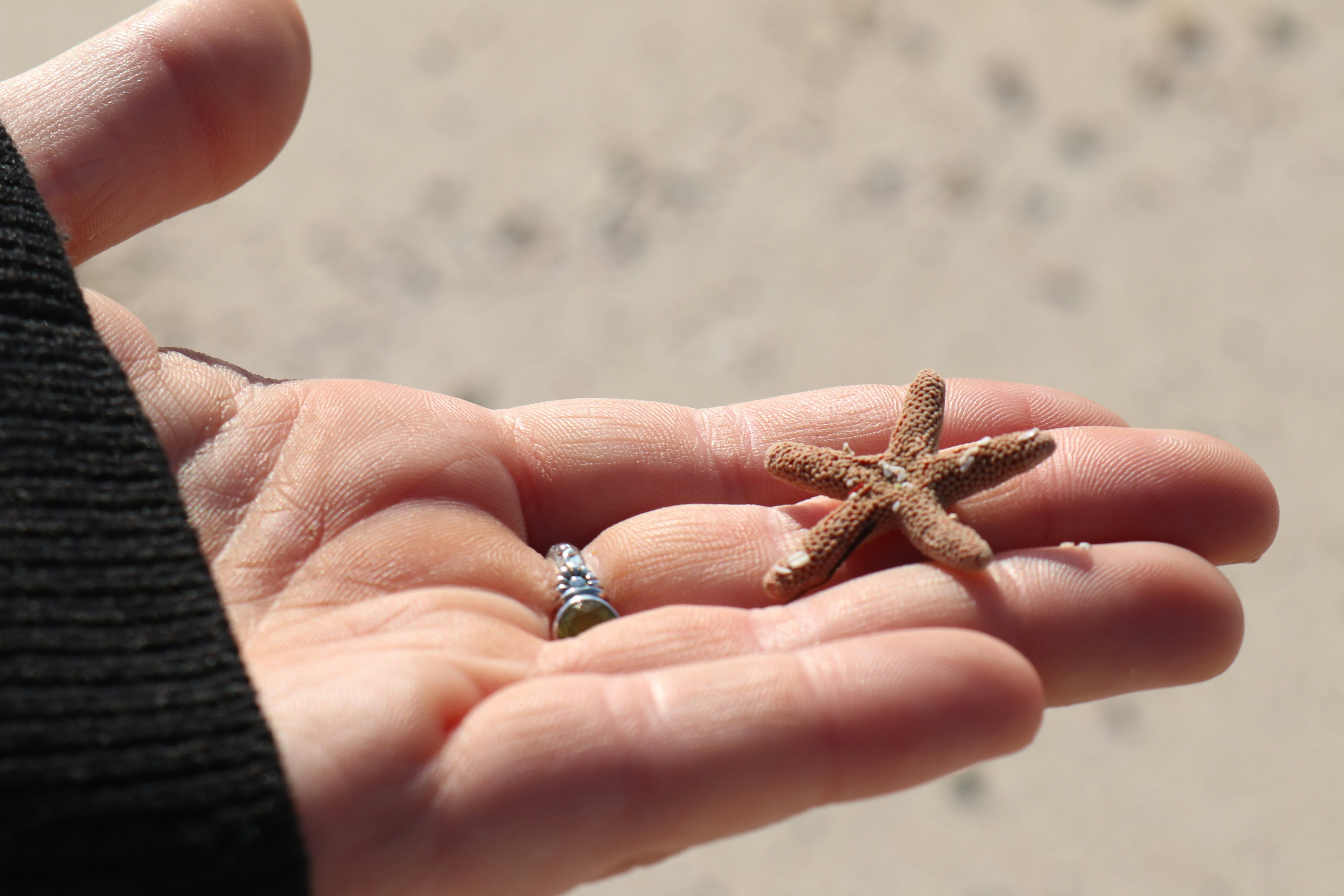 brown starfish on persons hand